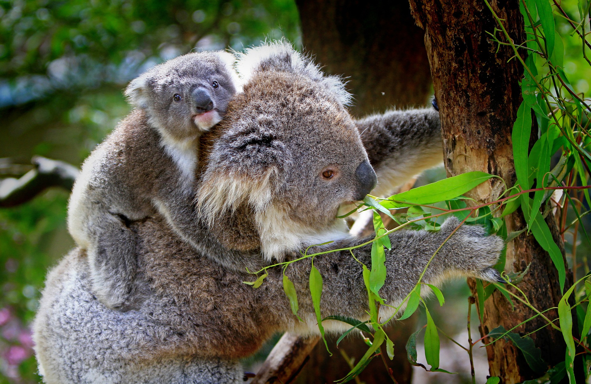 Koalas wildlife animals
