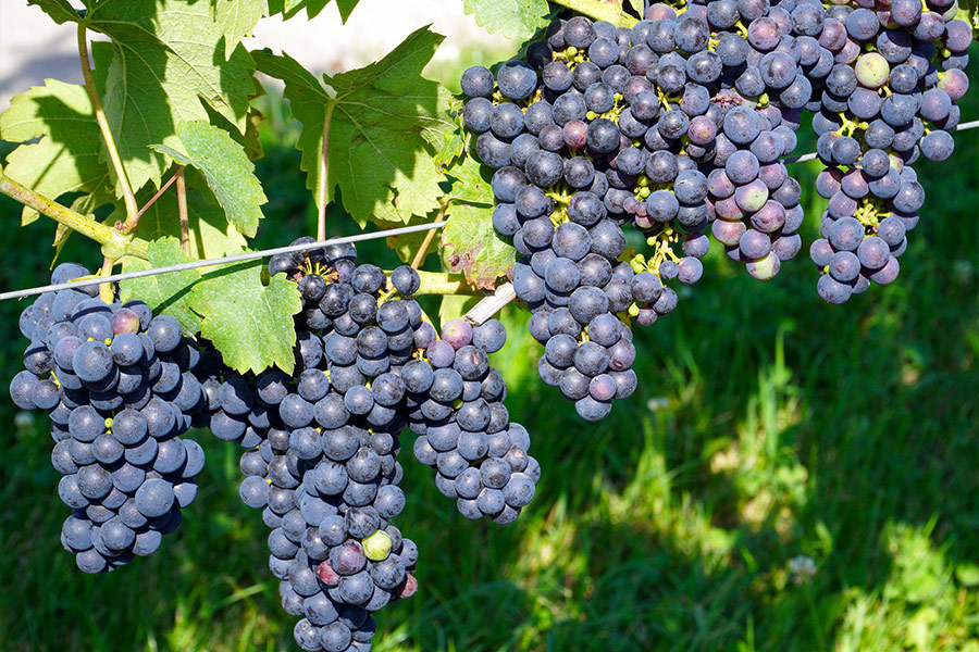 Organic fresh grapes fruits