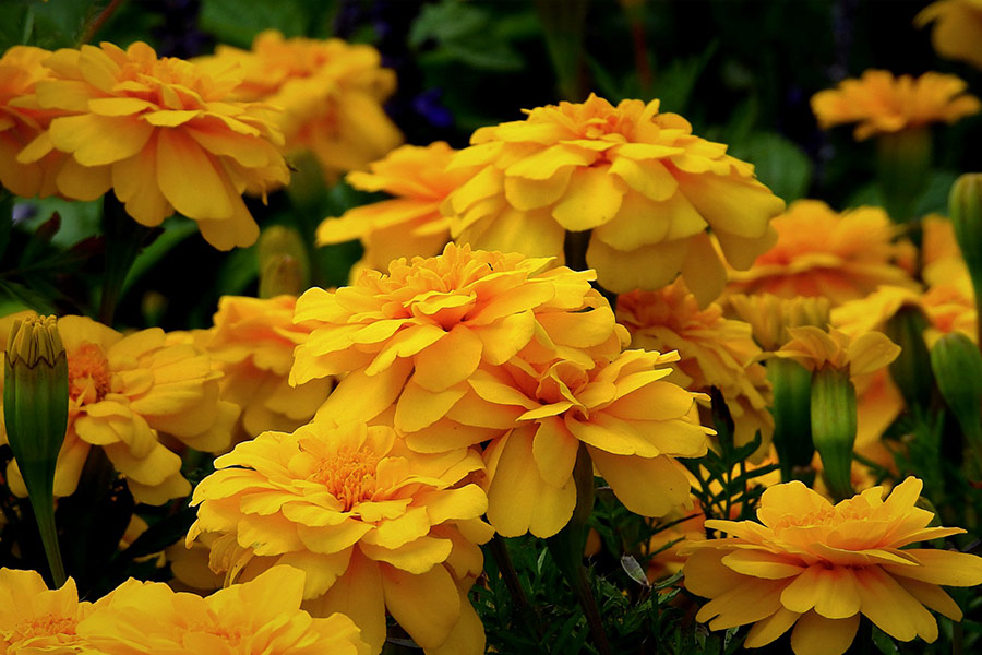 Marigolds flowers