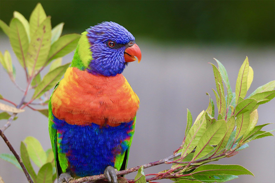 Lorikeet parrot bird