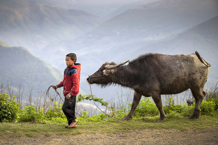 Young boy with buffalo herder