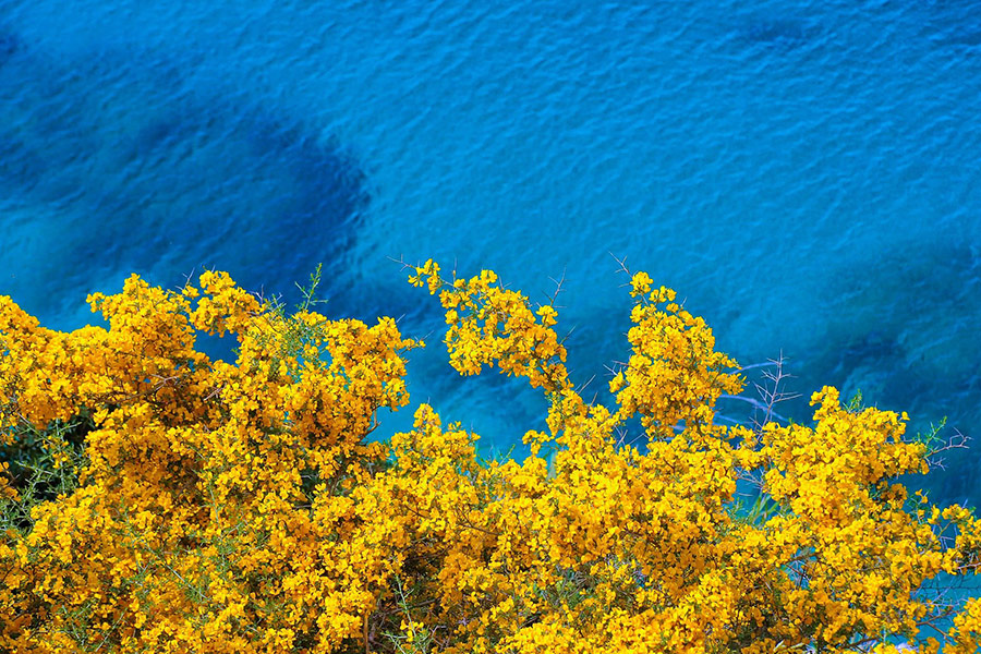 Coast sea yellow flower bloom