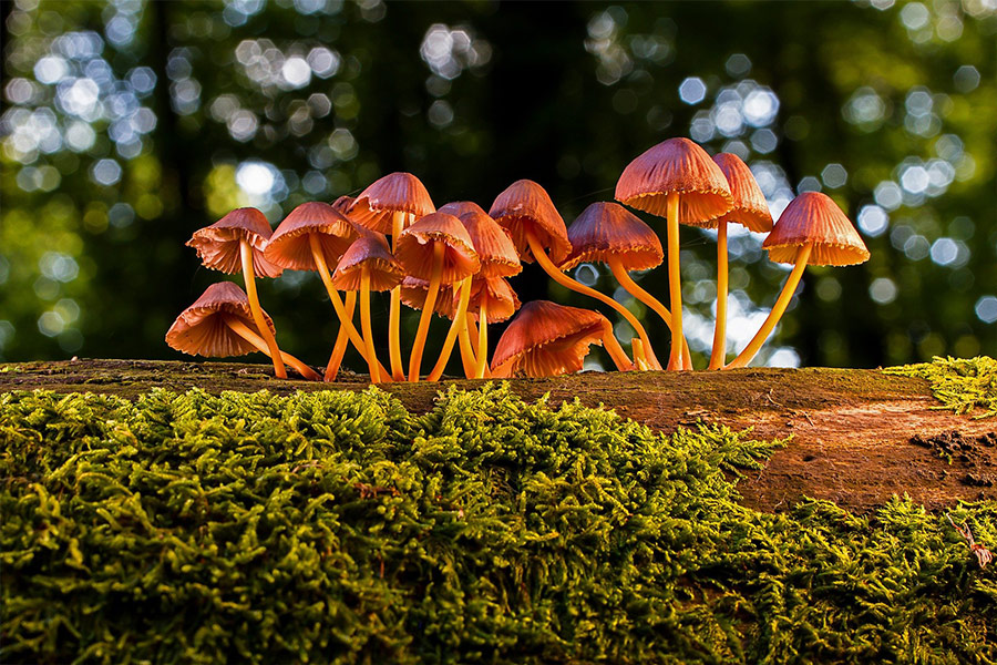 Mushrooms fungus toadstool agaric