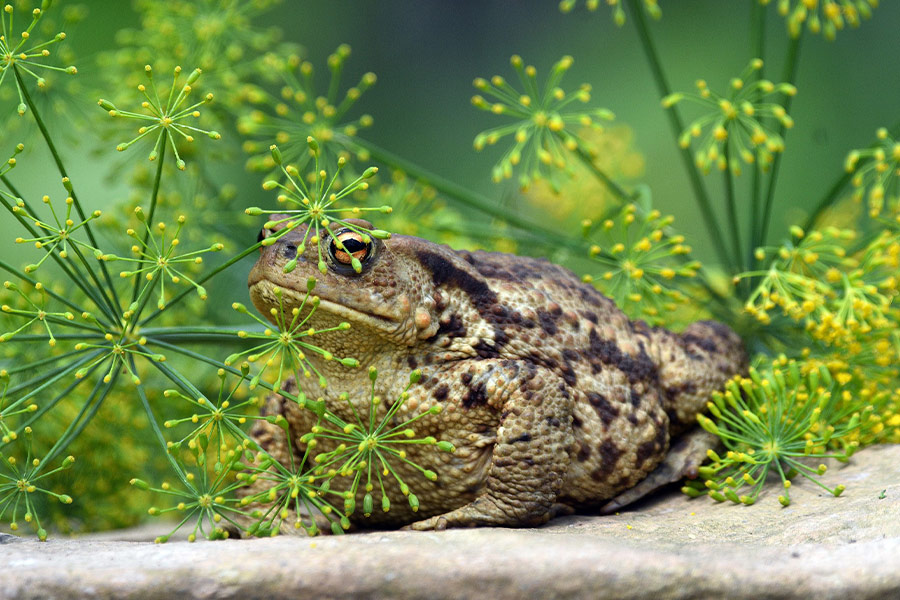 Amphibian toad animal frog