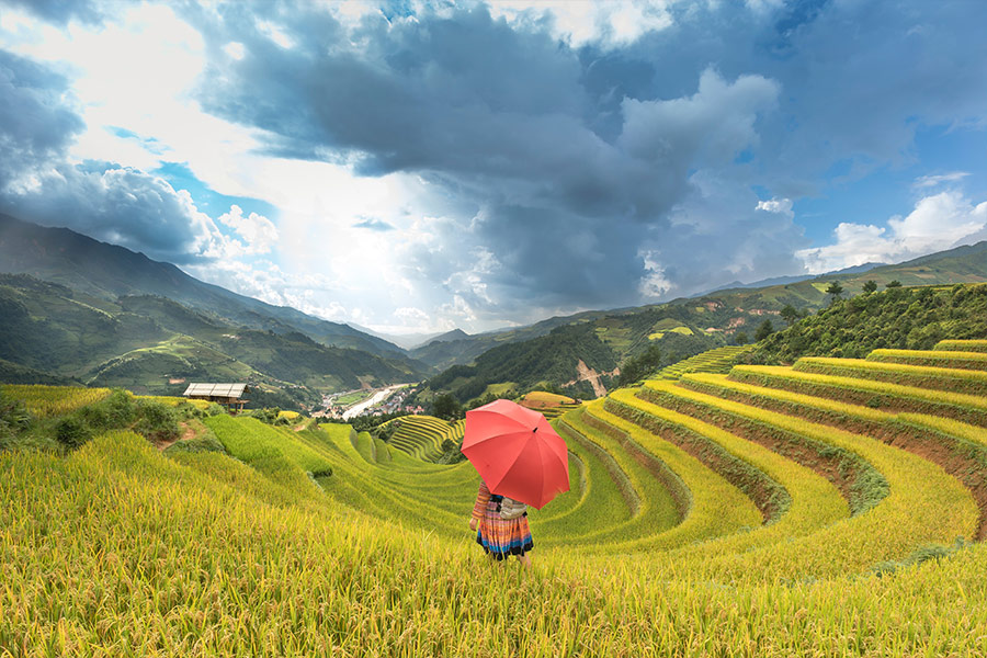 Woman under umbrella on the rice field