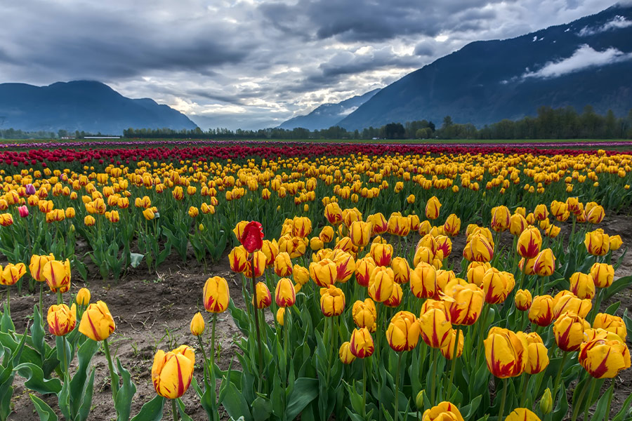 Field of yellow and red tulips