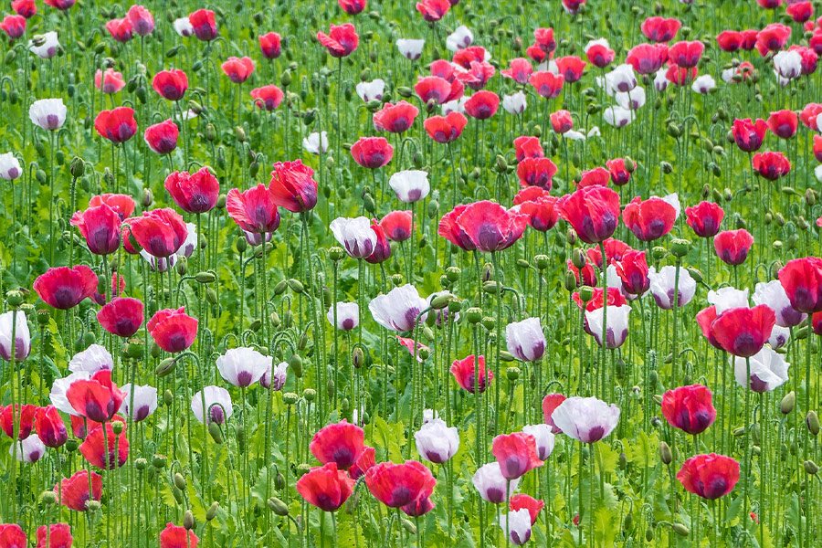 Field-of-poppies-flowers