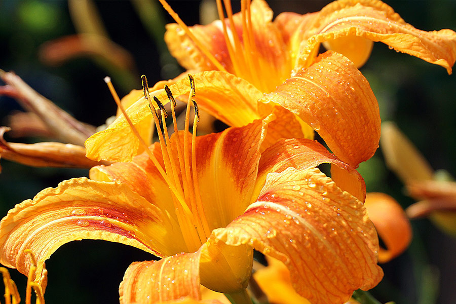 Dewdrops orange lilies petals