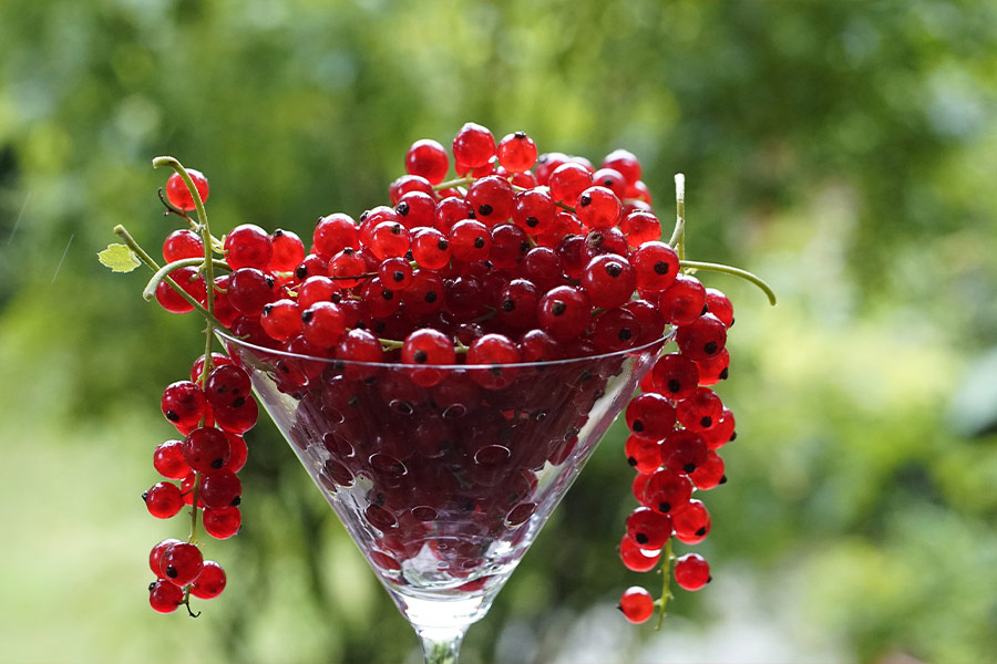 Currants beries fruits