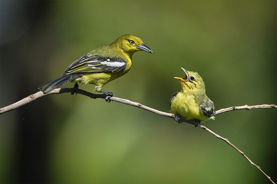 Birds fledgling mother and child