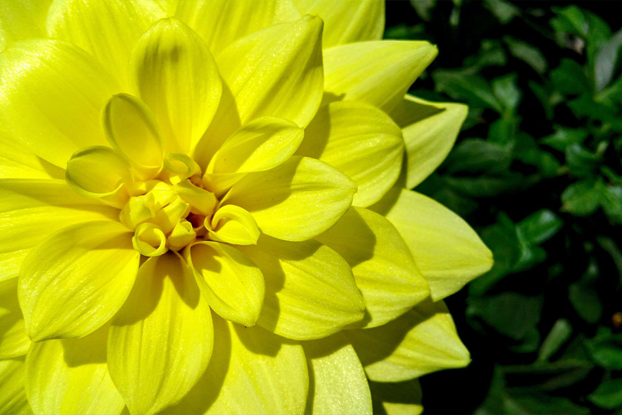 Yellow dahlia flower