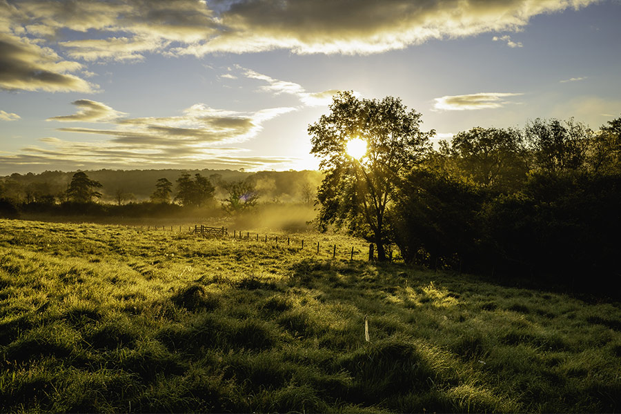 Pasture field sunset