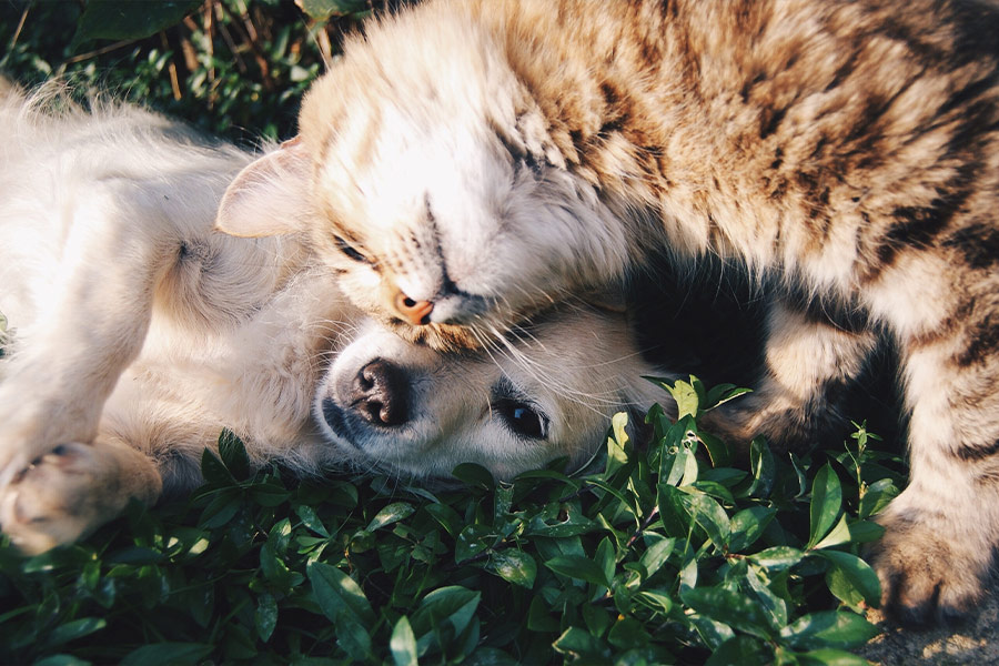 Dog and cat together