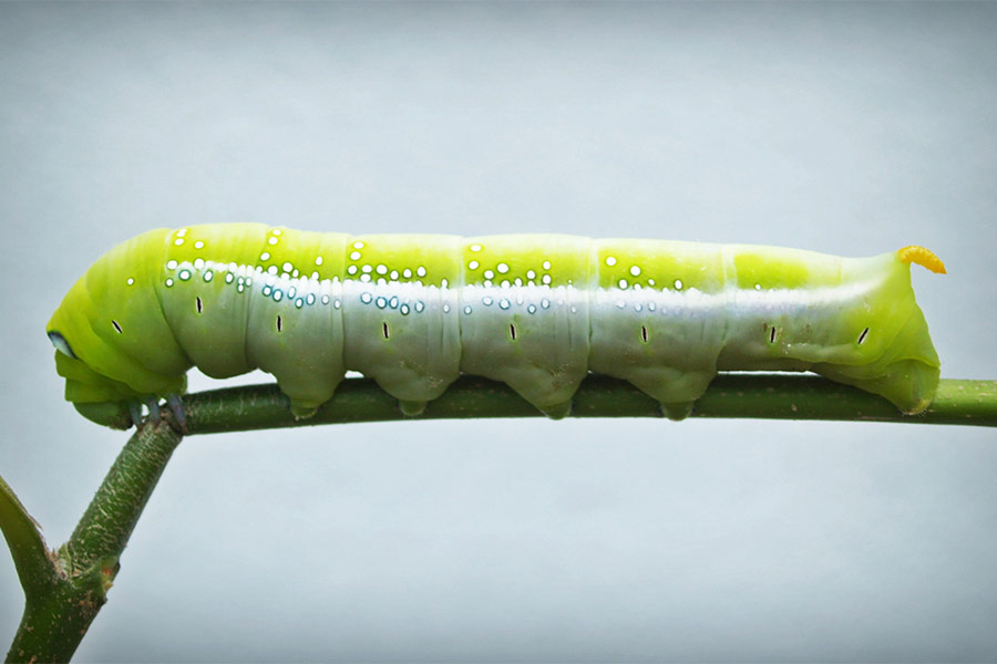 Green silk worm caterpillar