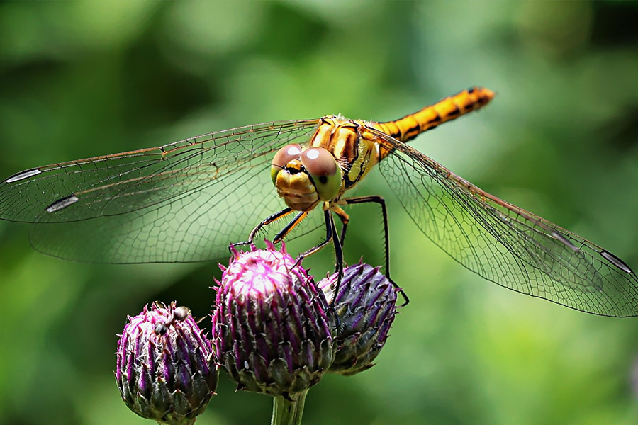 Resting dragonfly