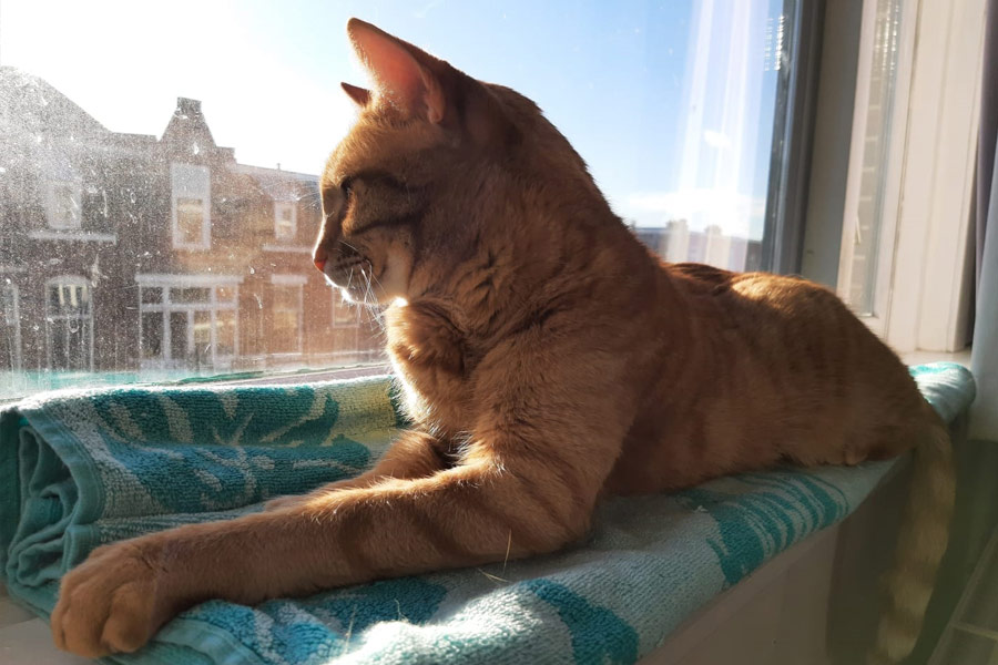 Jacky lying comfortably