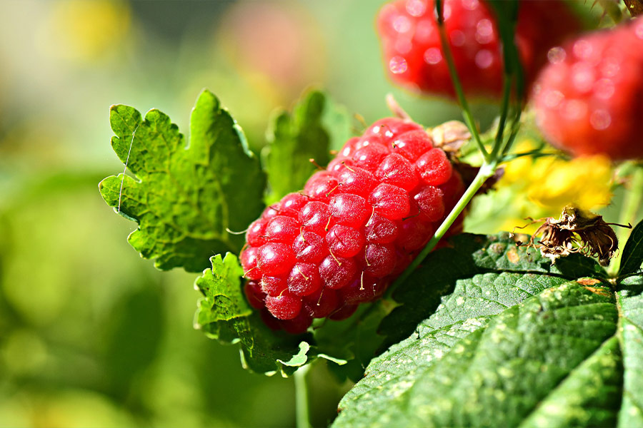 Raspberries fruits