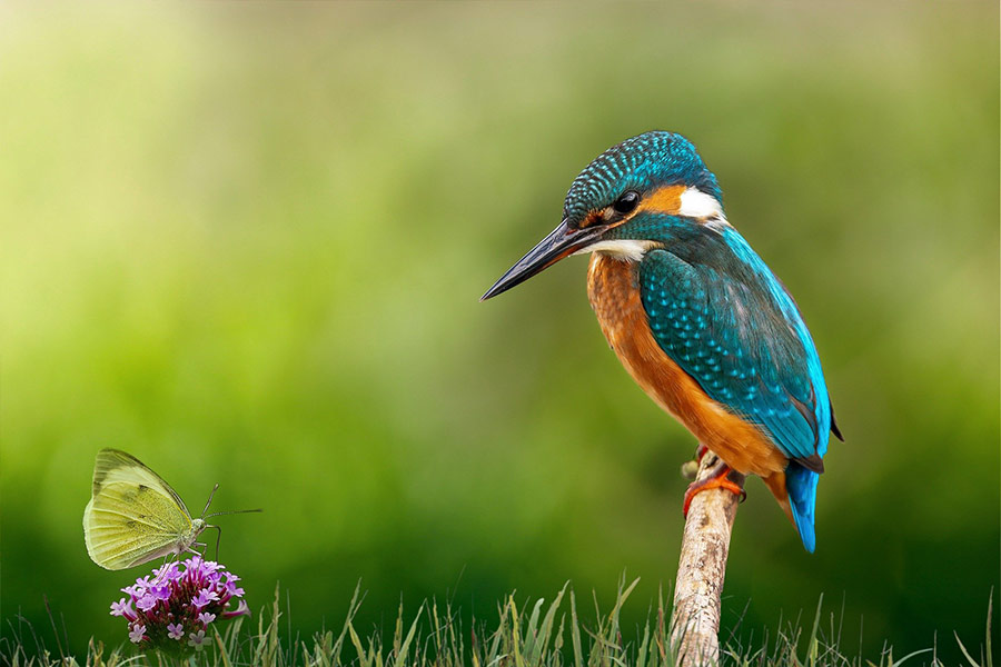 Kingfisher