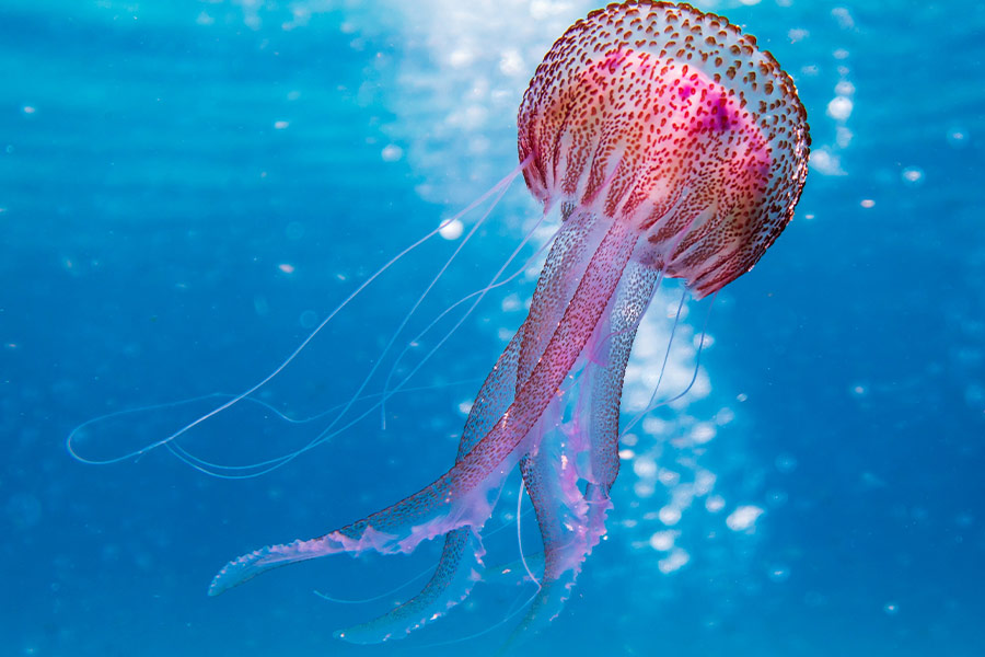 Pink and brown jellyfish
