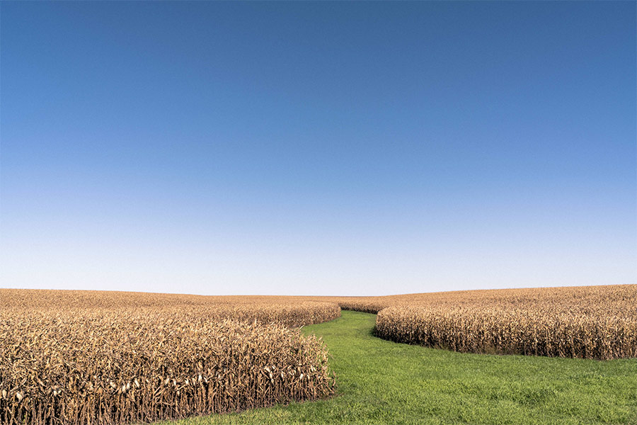 Corn farm under blue sky