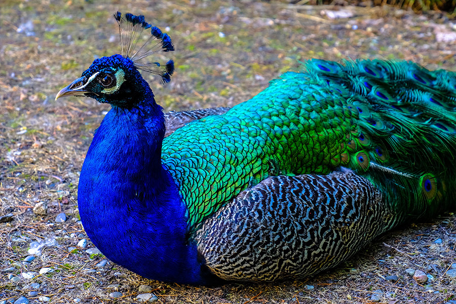 Beautiful peacock colors