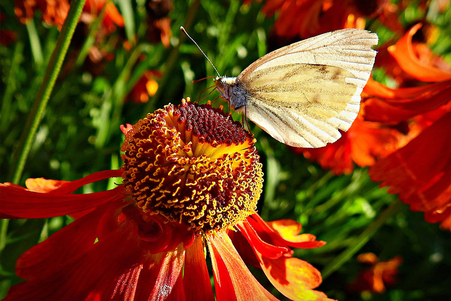 Butterfly in flower