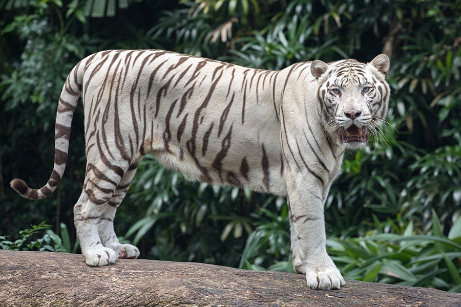 White tiger