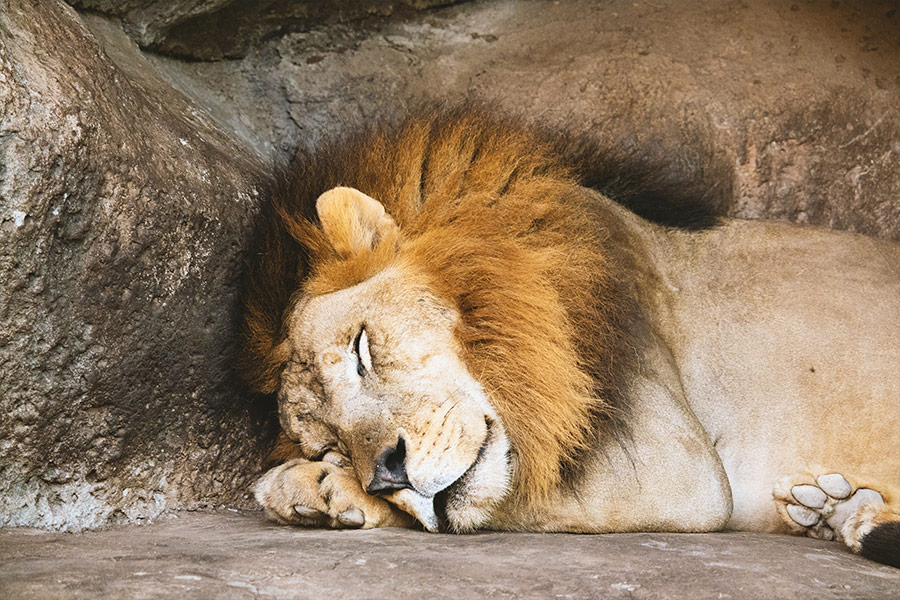 Lion sleeping in den