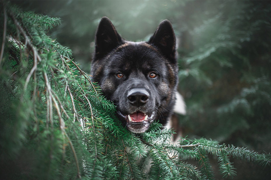 Akita breed dog