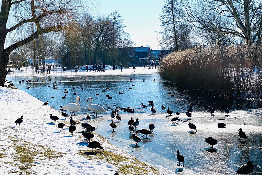 Winter swans birds nature