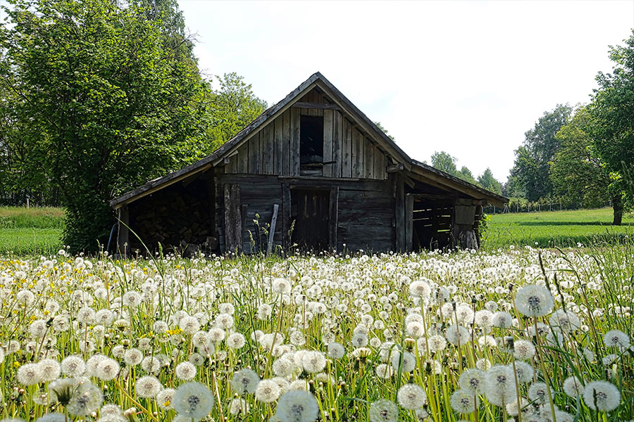 Old rural wood barn with dandelion blossom