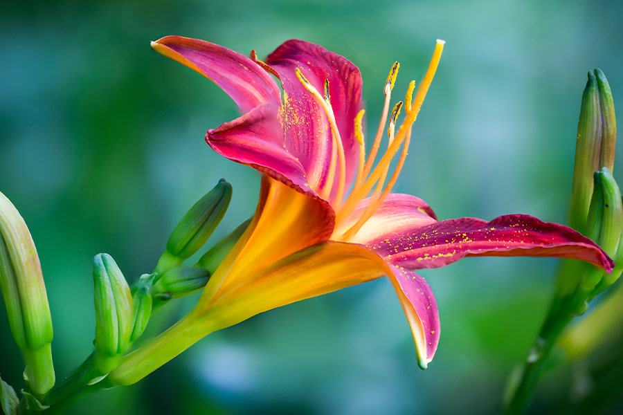 Lily beautiful flower bloom