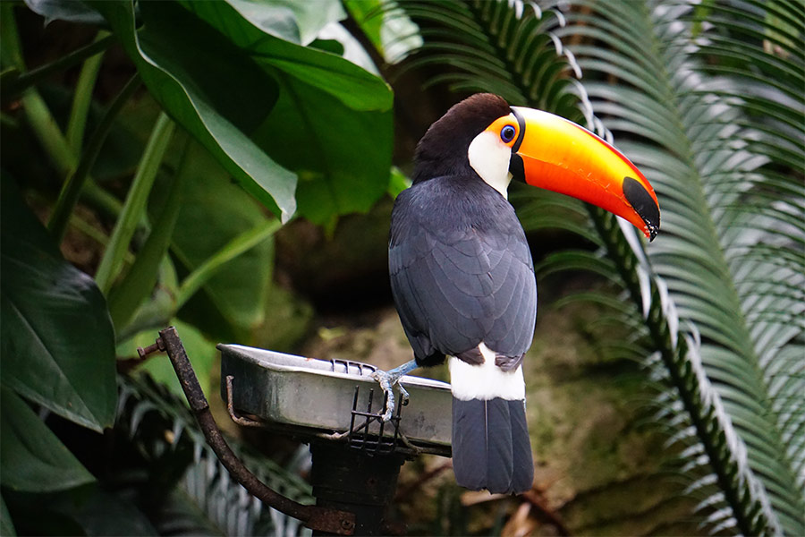 Bali bird park Indonesia