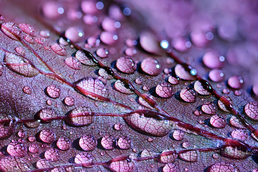 Leaf water drops