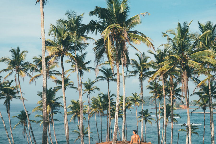 Person surrounded by coconut trees