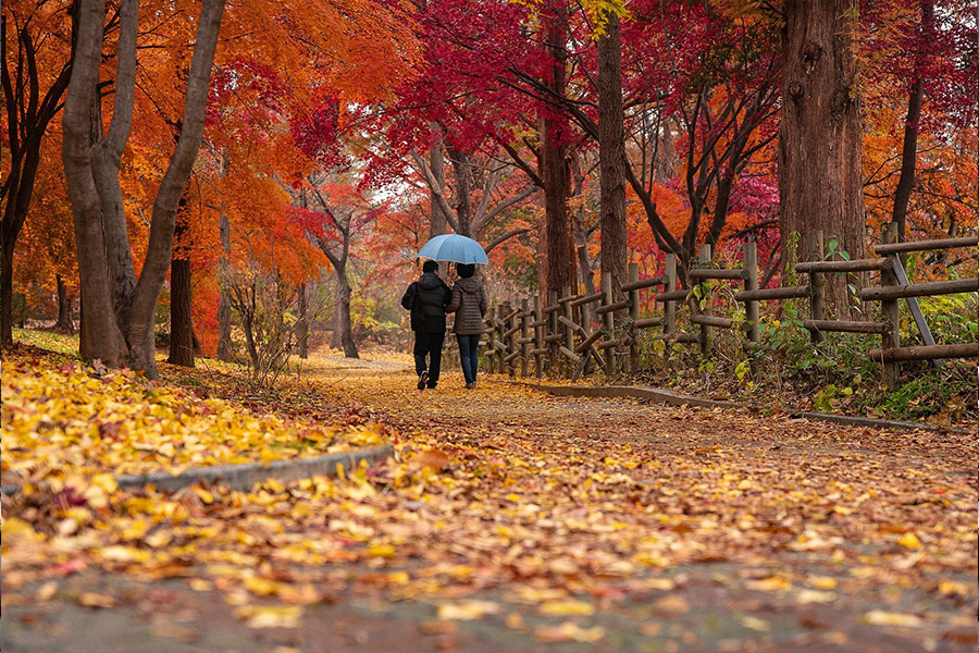 Autumn fall maple trees couple