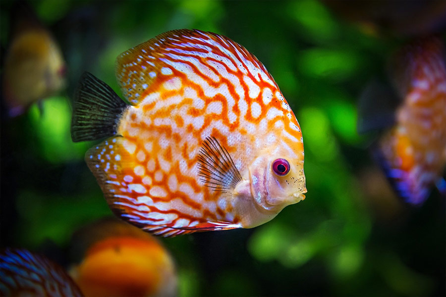 Discus fish