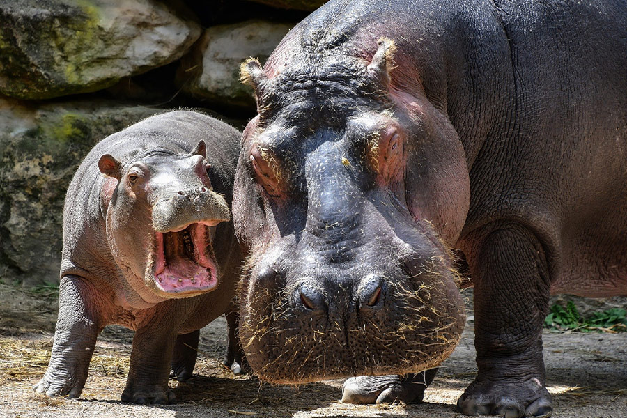 Hippopotamus