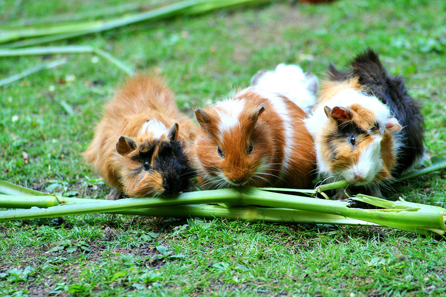 Guinea pig
