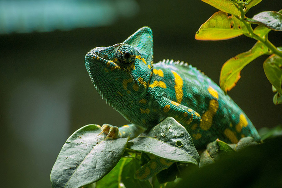 Chameleon green exotic reptile