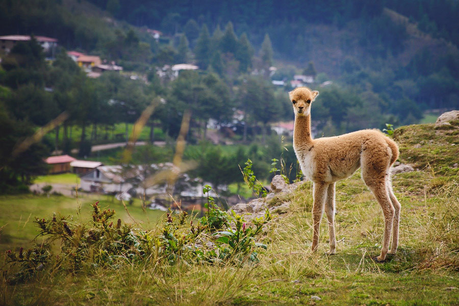 Vicuna animal nature wildlife fauna