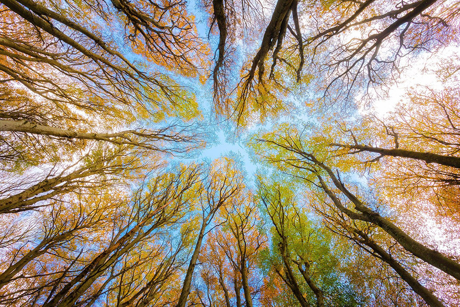 Tree canopy forest branches