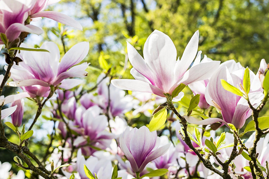 Magnolia petal flowers nature