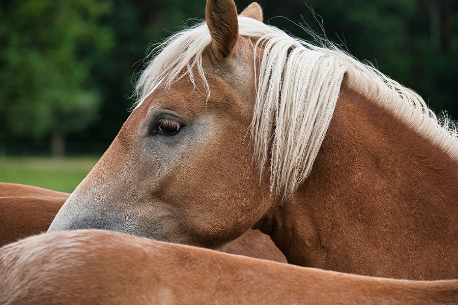 Brown horse head animal