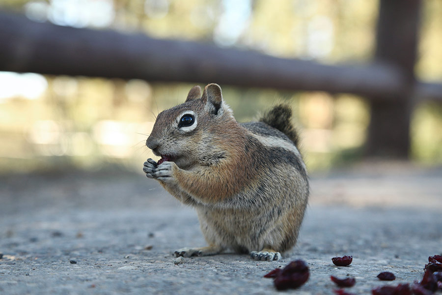 Brown squirrel bryce canyon USA