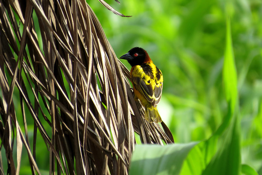 Small red eye yellow black and brown bird Ghana