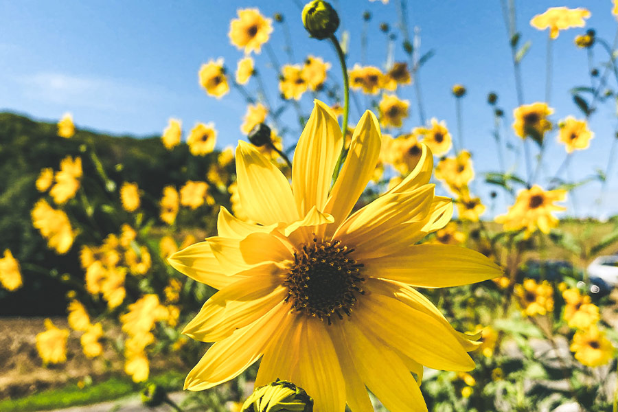 Nice blooming sunflower
