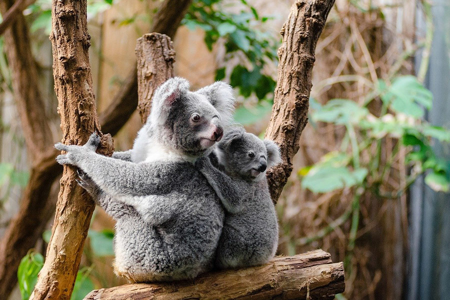 Cute koala sitting tree