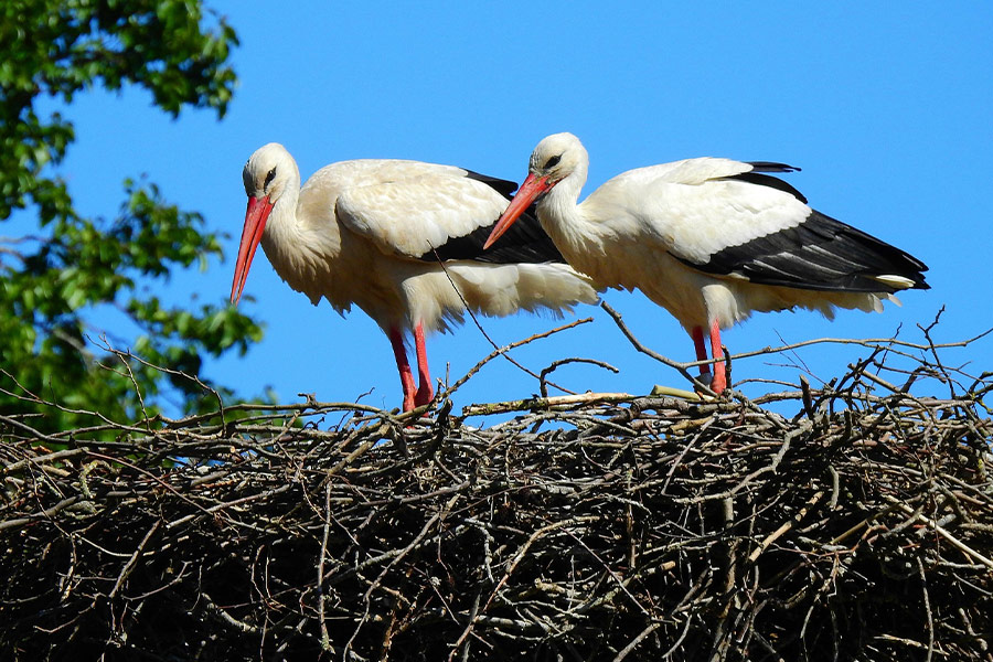 Pair stork nest spring time
