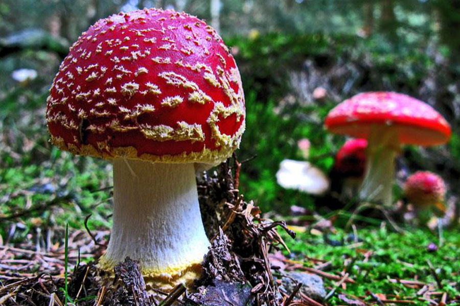 Fly agaric